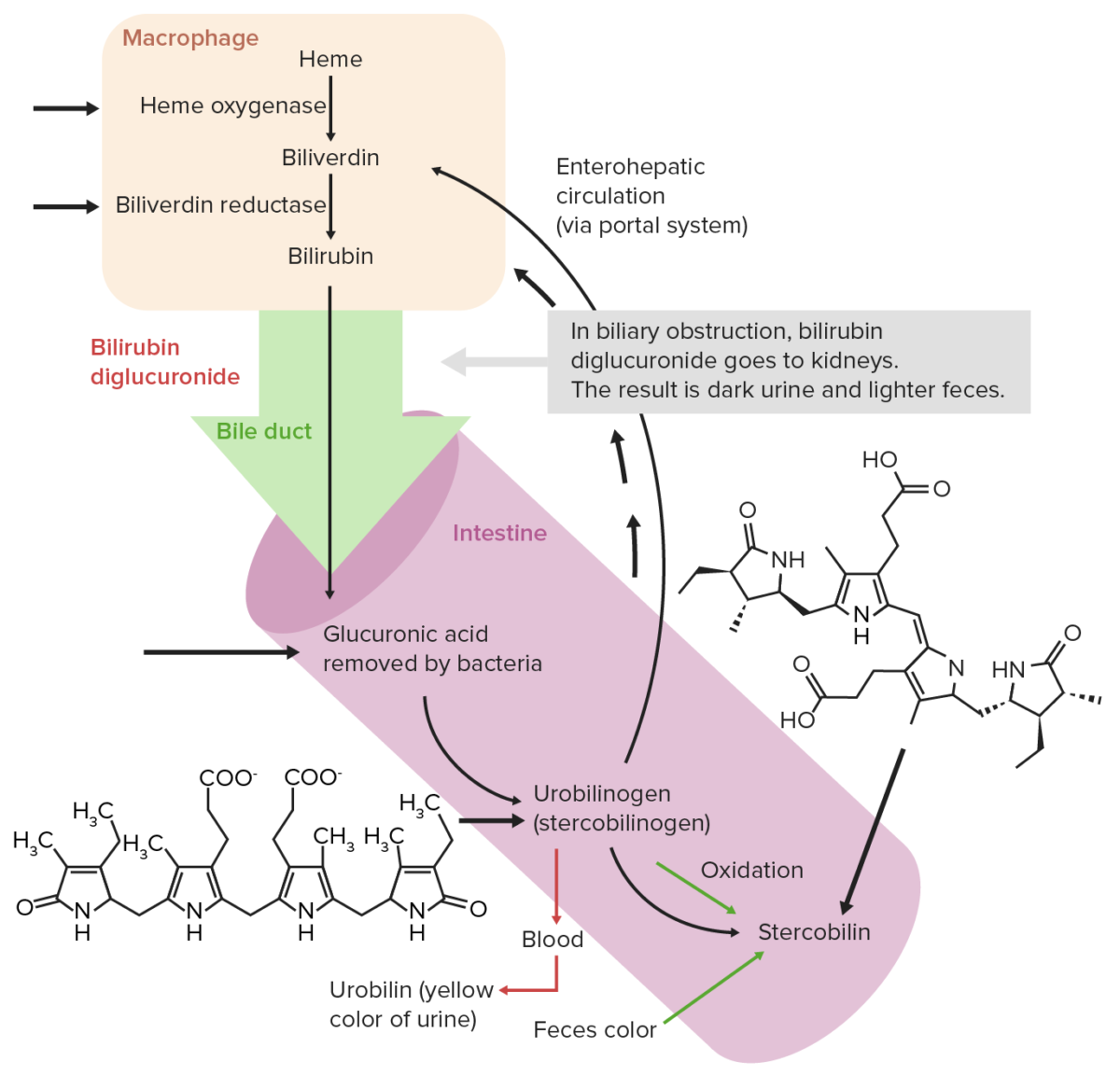 Circulación extrahepática normal de bilirrubina