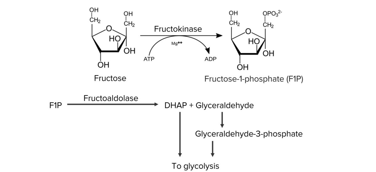 Normal metabolism of fructose