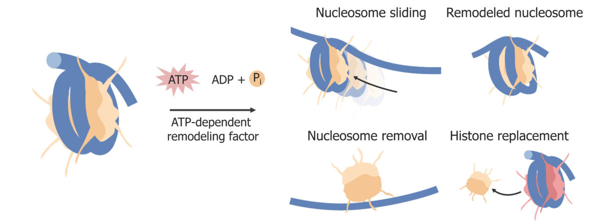 Nucleosome remodeling