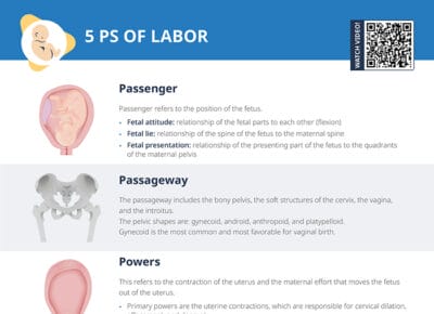 5 ps of labor