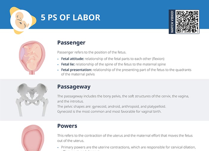 5 ps of labor