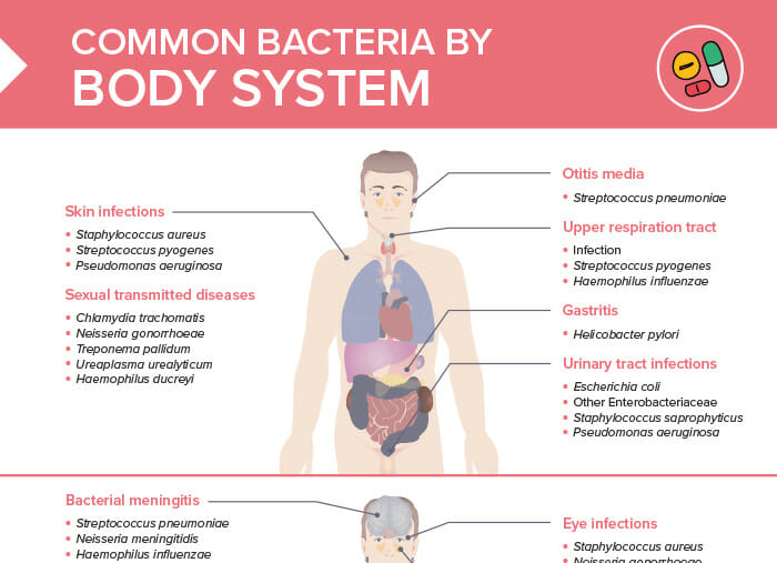 Common bacteria by body system