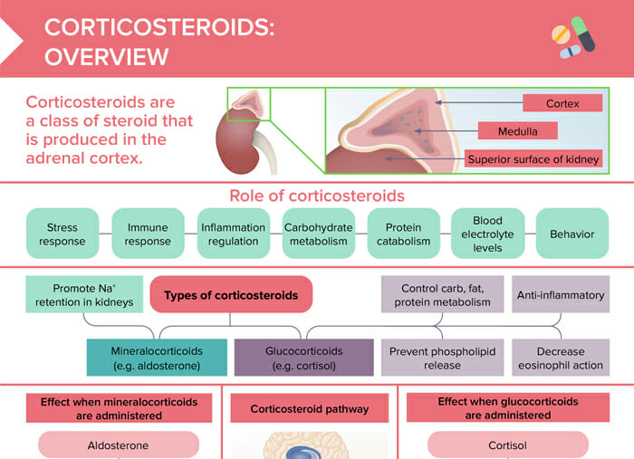 Corticosteroids Overview Free Cheat Sheet Lecturio