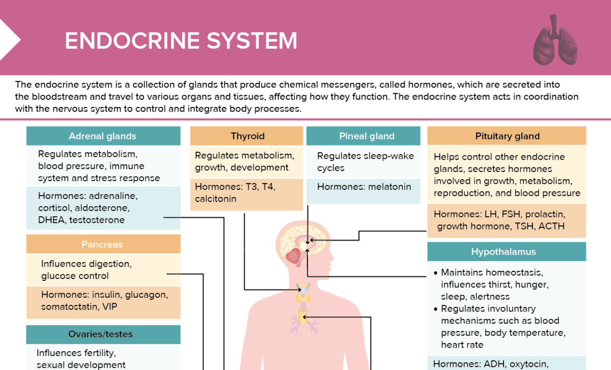 Endocrines, Free Full-Text