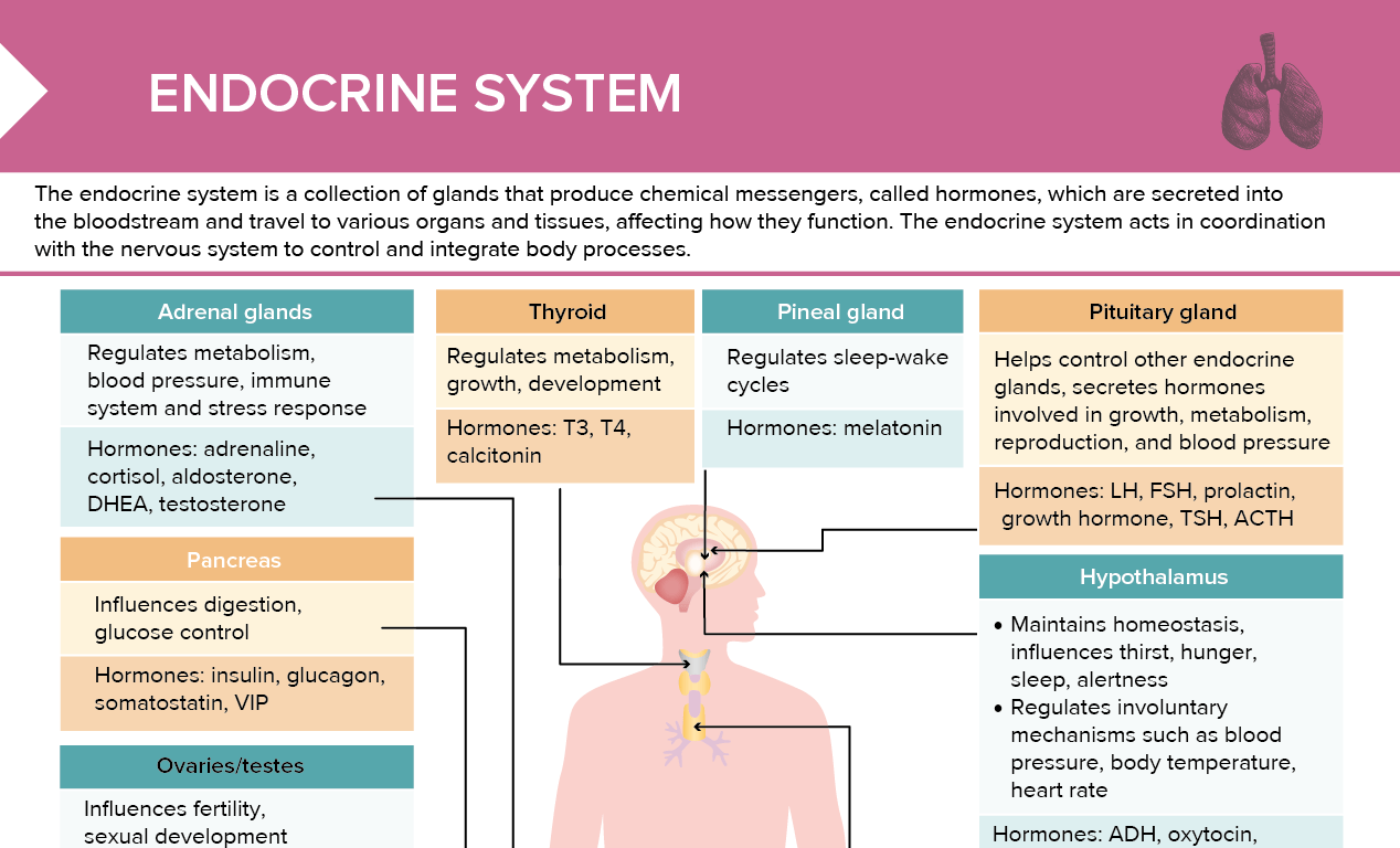Overview of endocrine glands and hormones secreted + example of positive and negative endocrine feedback loops reviewed