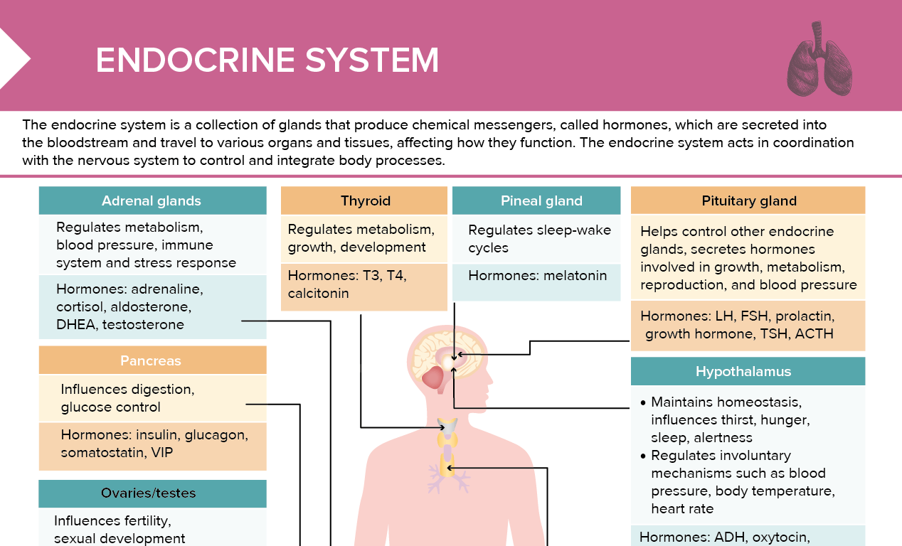 Endocrine System Free Cheat Sheet Lecturio Nursing