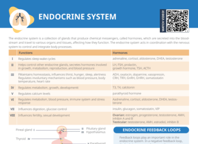 Endocrine System [+ Free Cheat Sheet] | Lecturio Nursing