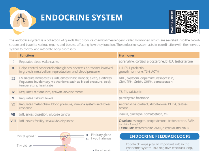 Thumbnail of Lecturio's Endocrine System Cheat Sheet