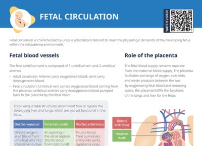 Overview of distinct characteristics and structures of fetal circulation and neonatal transition to mature circulatory pattern