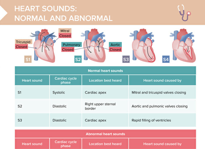 Heart Sounds Rate And Rhythm Best Sale | www.jkuat.ac.ke