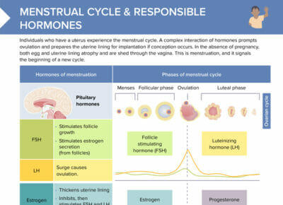 Menstrual cycle and responsible hormones