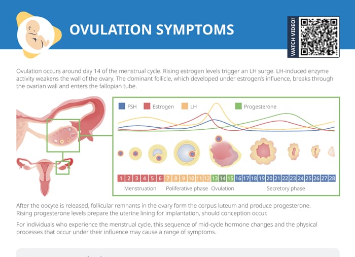 Ovulation symptoms: concise cheat sheet