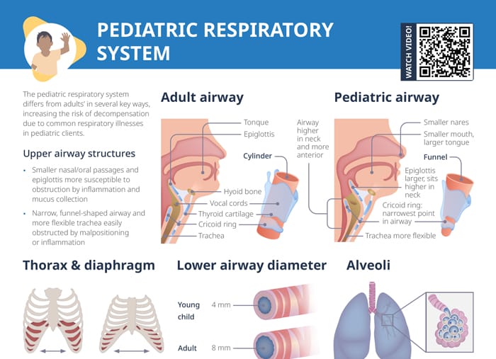 Pediatric respiratory system