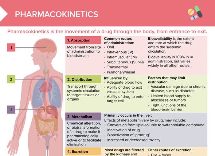 Pharmacokinetics, the study of how drugs move within the body, is a key aspect of medical care.