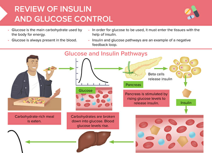 Insulin and glucose control and pathway