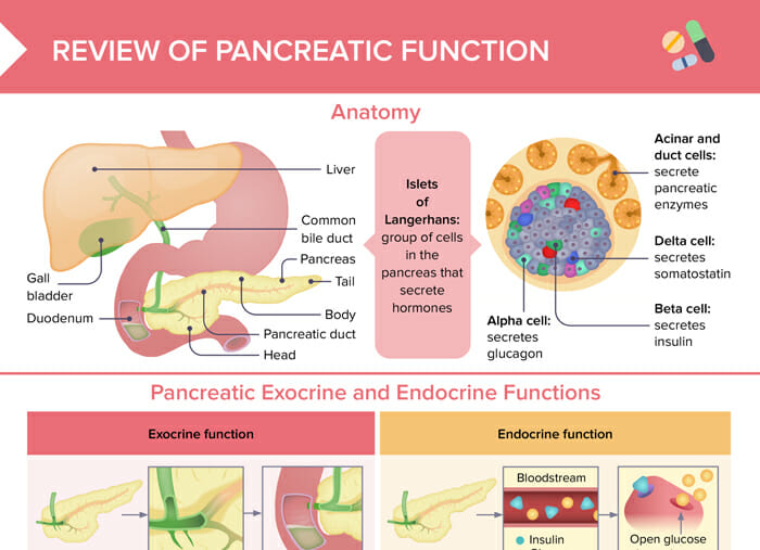 Pancreas and its functions