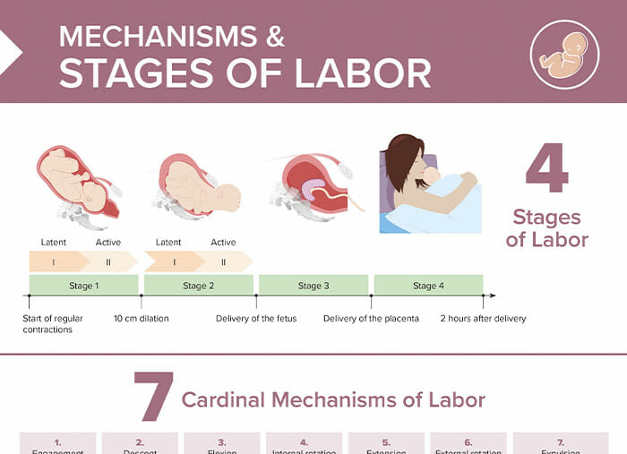 Stages of Labor [+ Free Cheat Sheet]