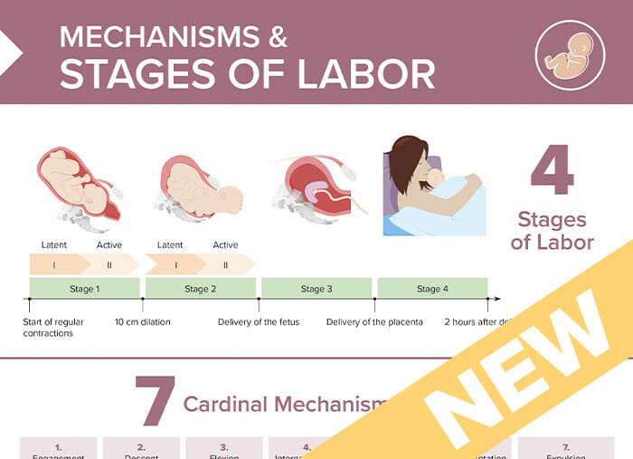 Nursing cs stages of labor