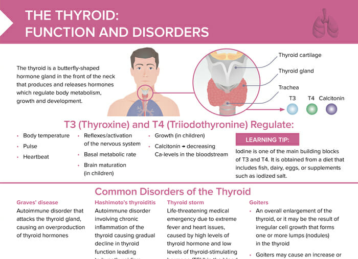 An introduction into one of the most important glands of the body