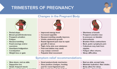 Trimesters of pregnancy