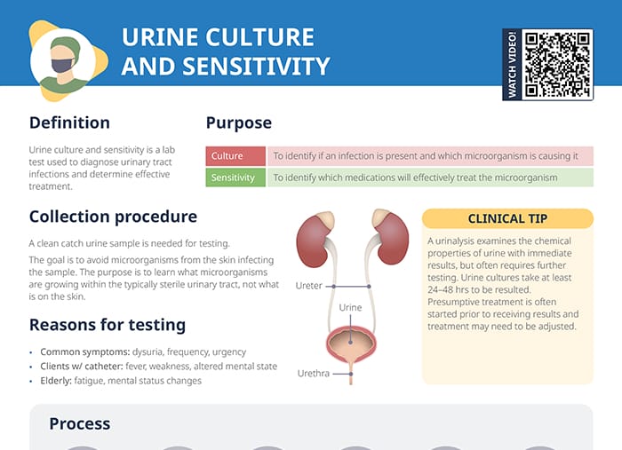 Urine Culture and Sensitivity