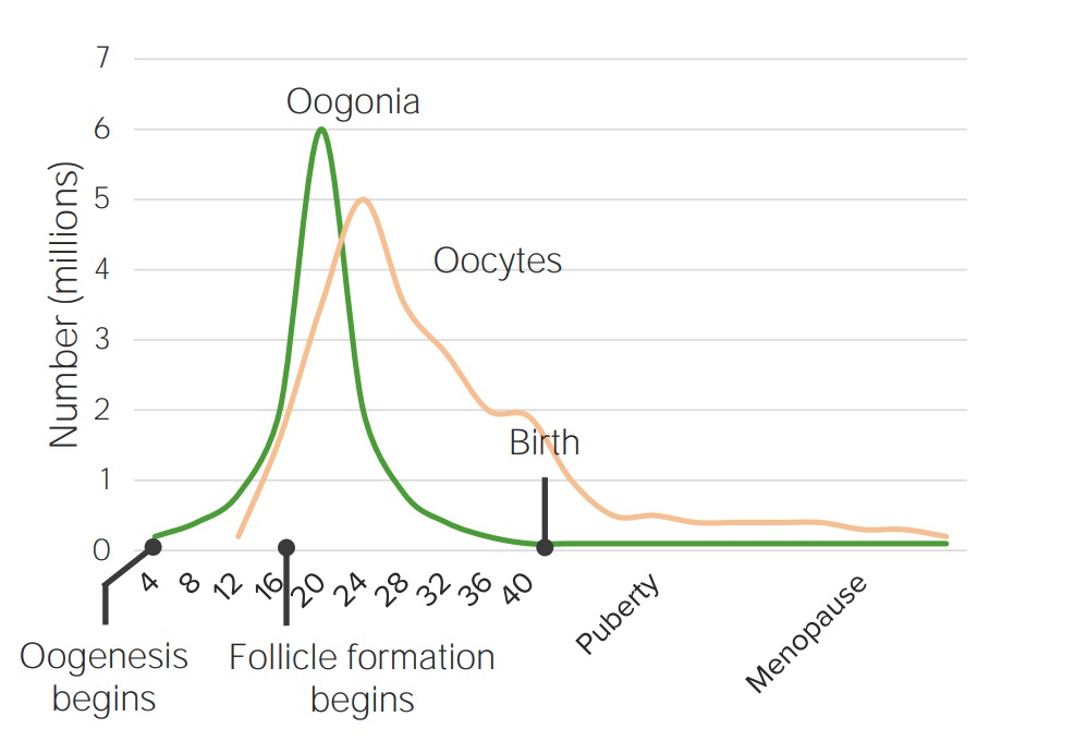 Oocyte counts over lifespan