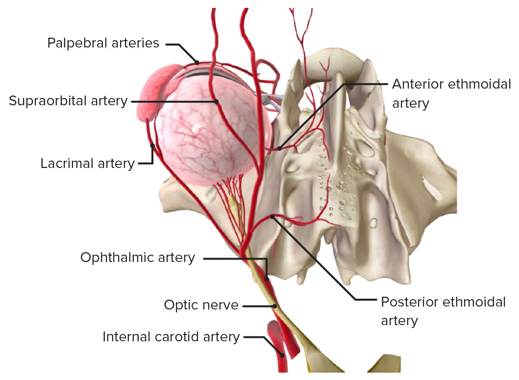 Ophthalmic artery and branches
