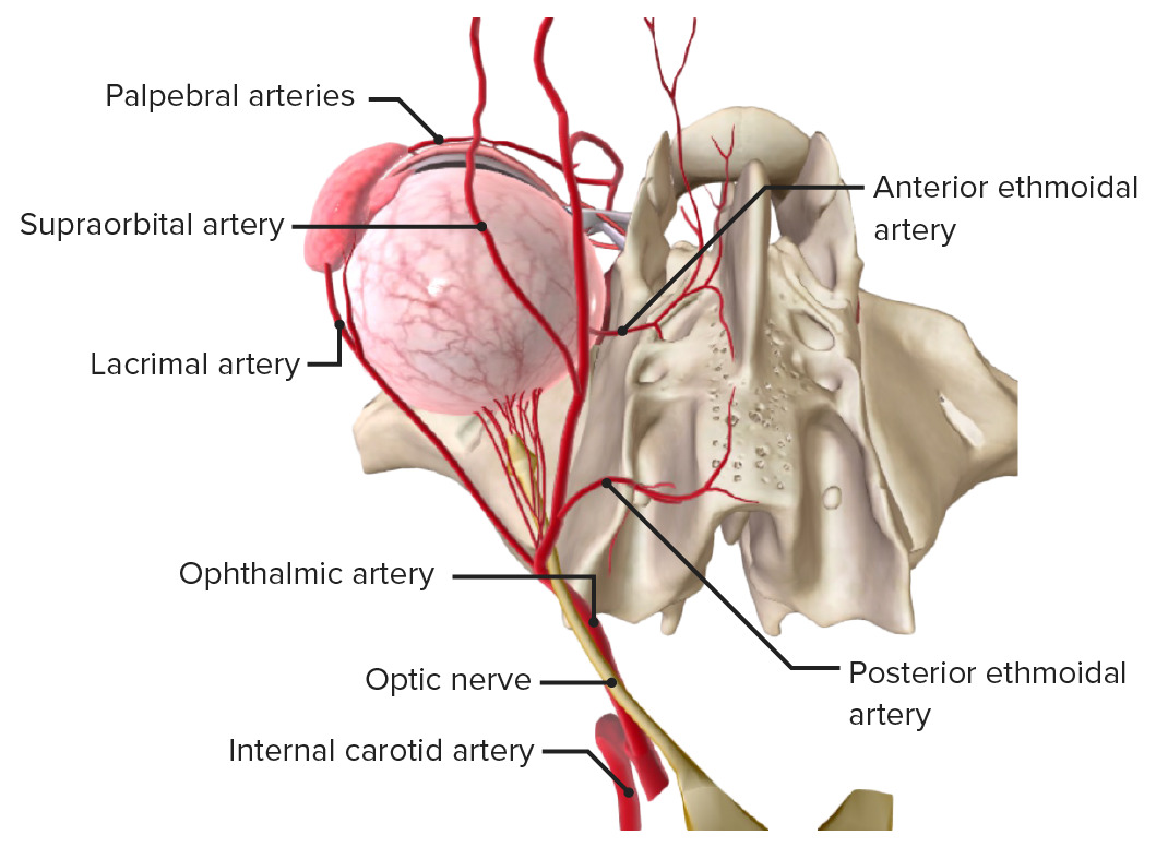 central retinal artery anatomy