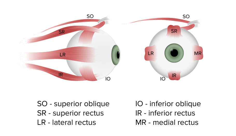 Ophthalmic exam