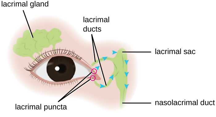 Orbit lacrimal apparatus