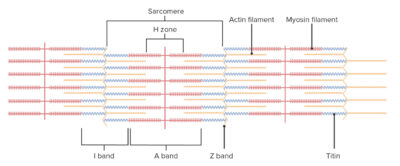 Muscle Tissue: Histology | Concise Medical Knowledge