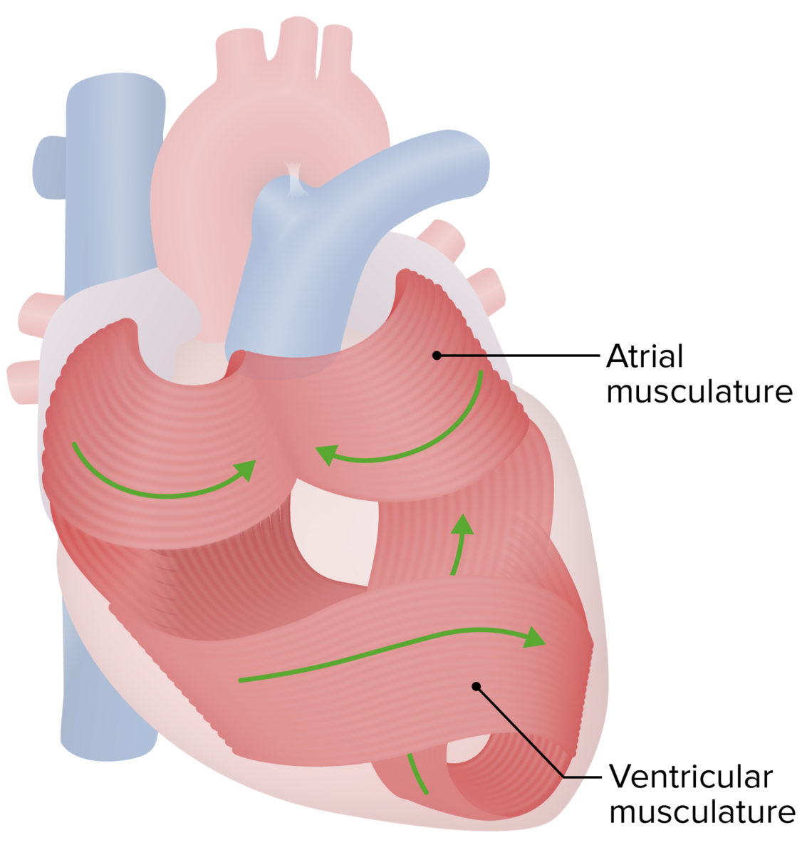 Orientación del miocardio