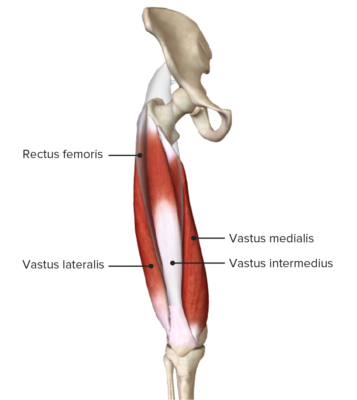 Thigh: Anatomy | Concise Medical Knowledge