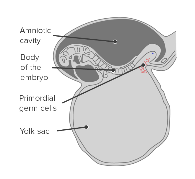 Origin of primordial germ cells