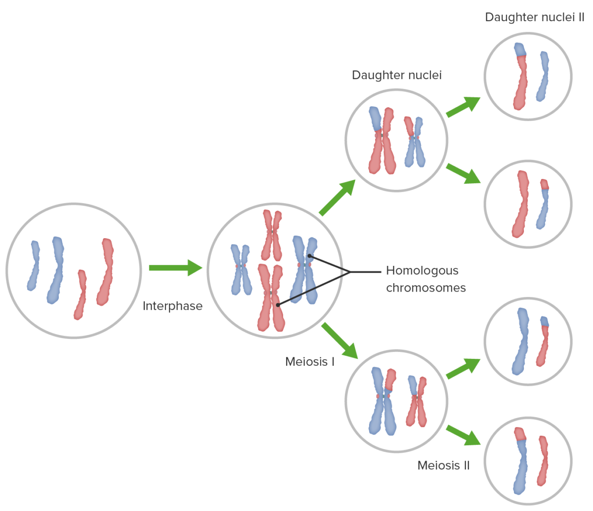 Descripción general de la meiosis i y ii