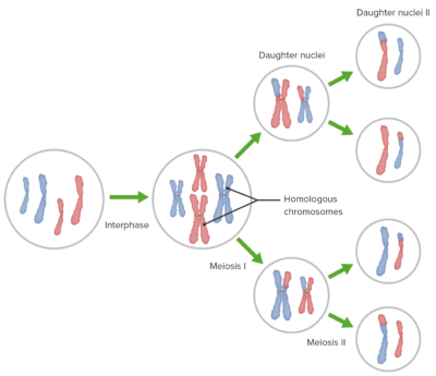 Meiosis | Concise Medical Knowledge