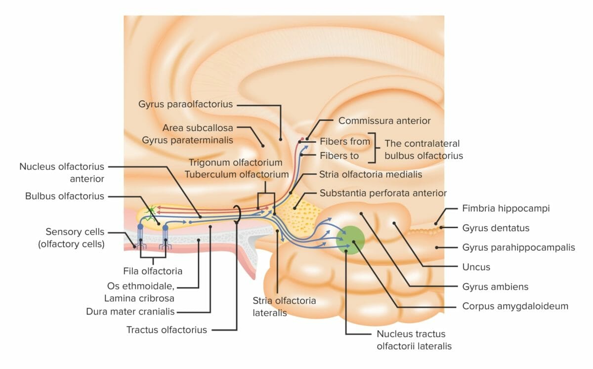Overview of peripheral and central components of the olfactory system