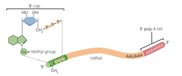 RNA Types And Structure | Concise Medical Knowledge