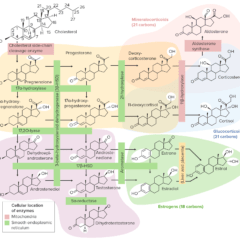 Overview of steroidogenesis pathways