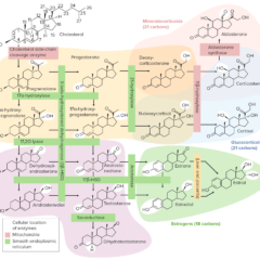 Overview of steroidogenesis pathways