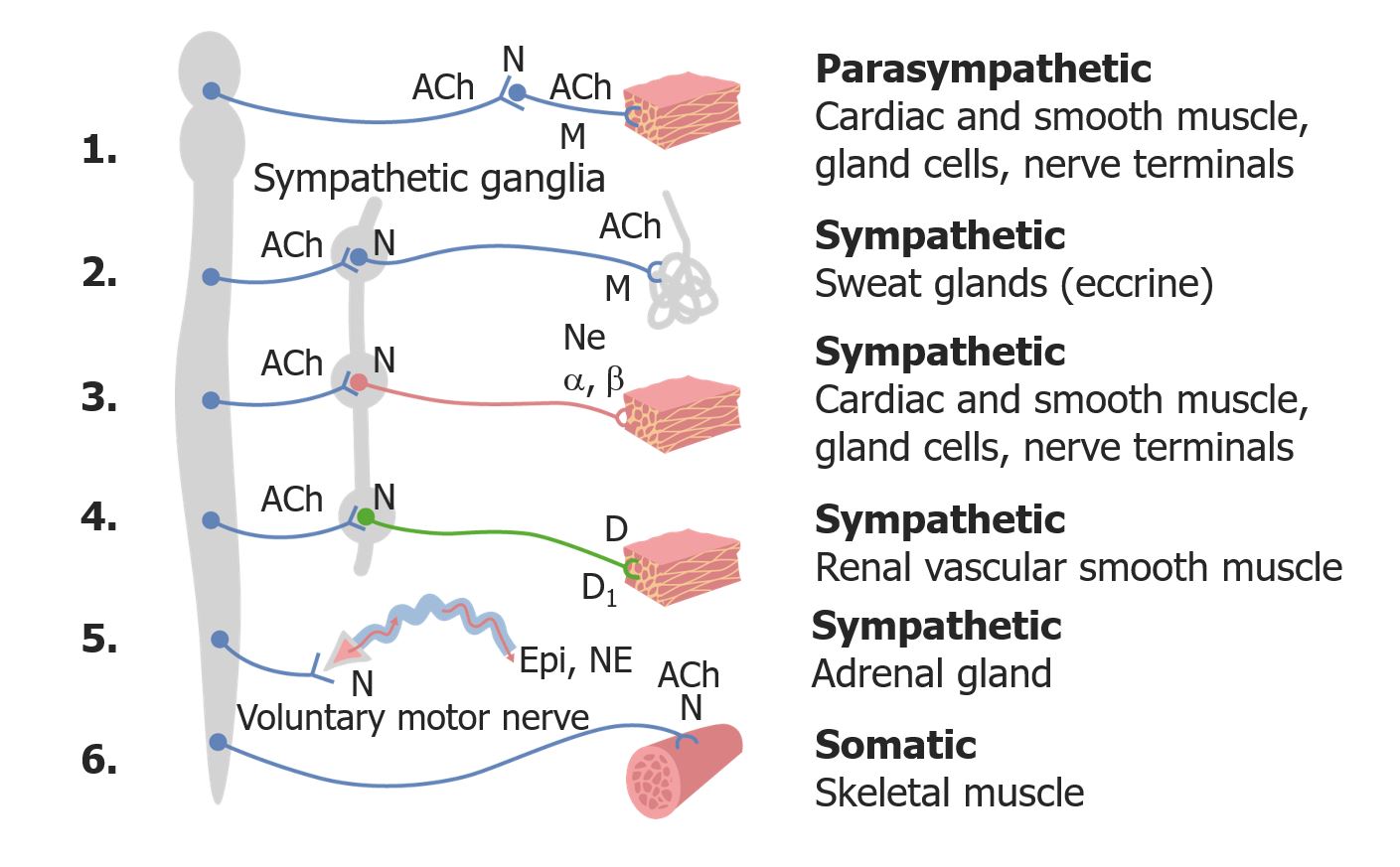 Farmacologia adrenérgica - Farmacologia I