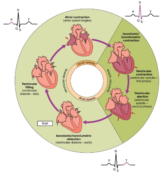 Overview of the cardiac cycle