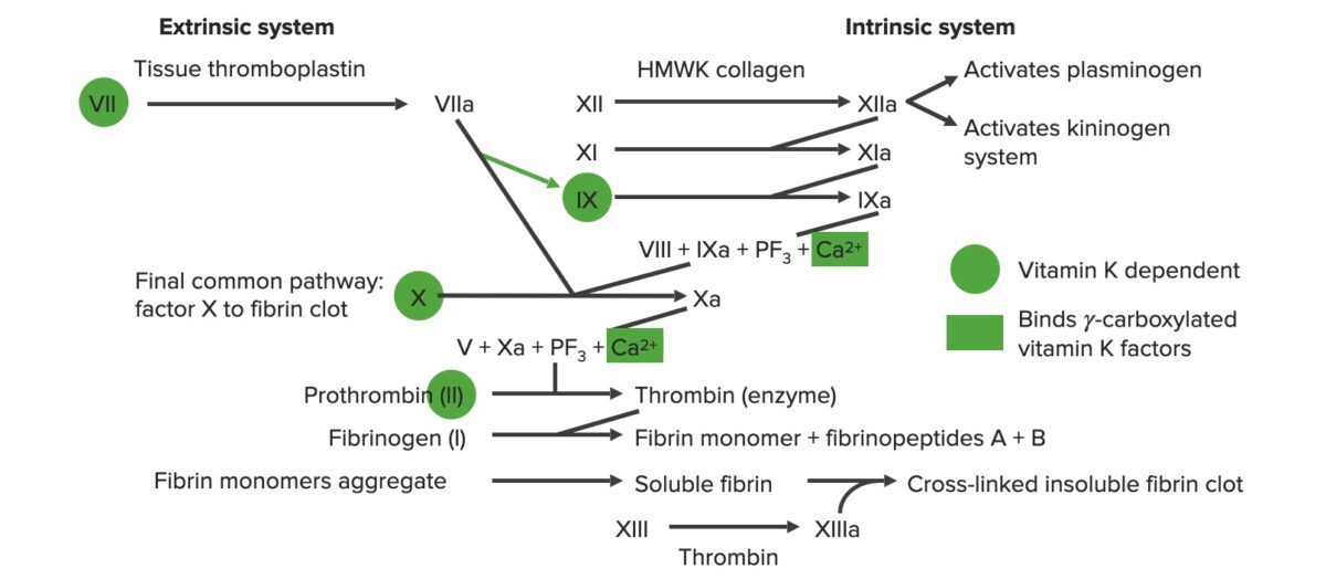 Coagulation Clotting Mechanisms - Circulatory System - MCAT Content