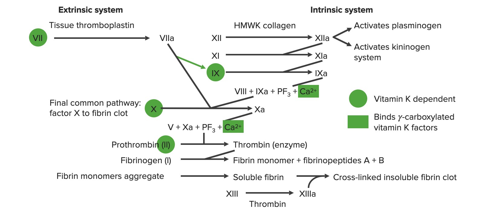Overview of the coagulation cascade