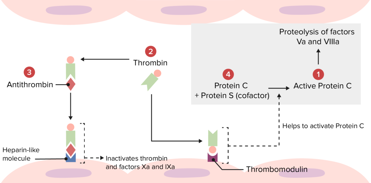 Overview of the physiologic thrombolytic pathway