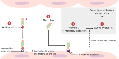 Hypercoagulable States | Concise Medical Knowledge