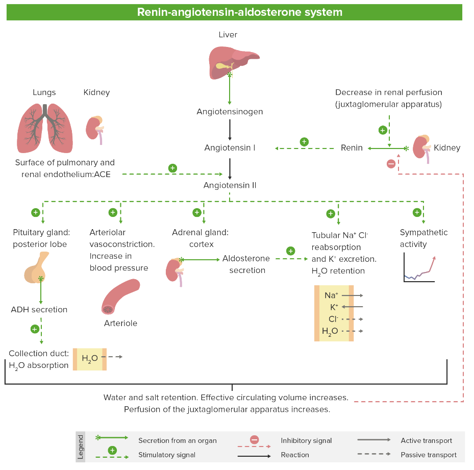 Inibidores Do Sistema Renina Angiotensina Aldosterona Concise Medical Knowledge 