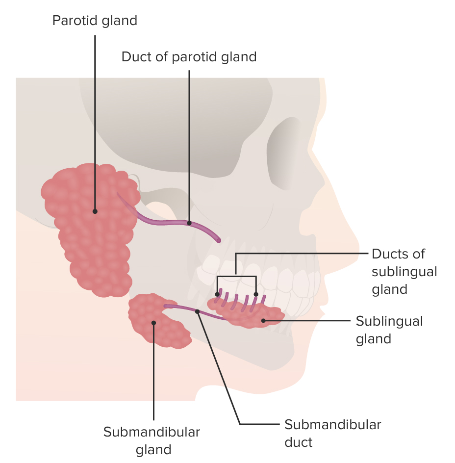 Descripción general de las glándulas salivales