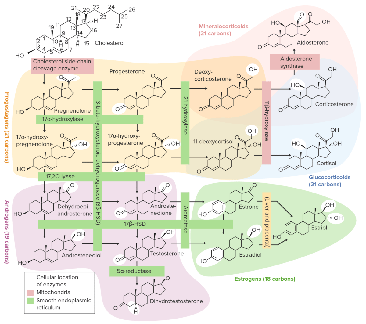 Overview of the steroidogenesis pathways