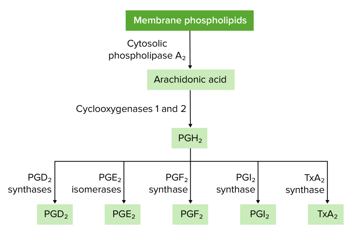 Overview of prostaglandin and thromboxane synthesis